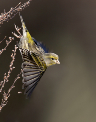 <i class='fa fa-user'></i> Gejo Wassink |   Europese Kanarie  <i class='fa fa-eye'> 137</i>  <i class='fa fa-thumbs-up'> 4</i>   <i class='fa fa-comment-o'> 20</i>