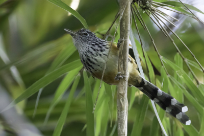 <i class='fa fa-user'></i> Paul van Giersbergen |   Langstaartmiervogel  <i class='fa fa-eye'> 124</i>   <i class='fa fa-comment-o'> 4</i>