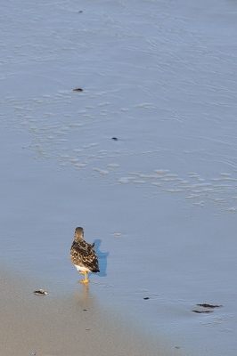 <i class='fa fa-user'></i> josephine |   Steenloper  <i class='fa fa-eye'> 120</i>  <i class='fa fa-thumbs-up'> 1</i>   <i class='fa fa-comment-o'> 21</i>