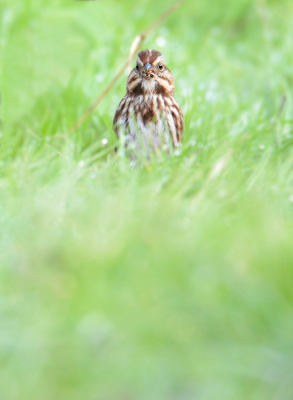 <i class='fa fa-user'></i> RozemaJosh |   Zanggors  <i class='fa fa-eye'> 129</i>   <i class='fa fa-comment-o'> 22</i>