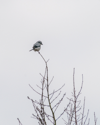 <i class='fa fa-user'></i> GeertN |   Klapekster  <i class='fa fa-eye'> 106</i>   <i class='fa fa-comment-o'> 20</i>