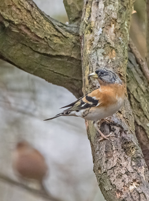 Het leek zo makkelijk, maar het viel weer tegen. Na veel pogingen waar ik niet echt tevreden over was, werd ik door een vogelaarsvriendin uitgenodigd om op 22 februari mee te gaan naar een klein, verborgen maar vogelrijk stukje bos. Dat werd leuk. De vogels zaten wel wat ver weg, maar er waren leuke soorten, en ik vermaakte me prima. Uiteindelijk werd kiezen nog lastig. Deze foto van een mannetje Keep is het geworden.