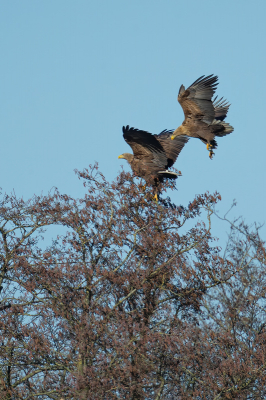 <i class='fa fa-user'></i> anevanrees |   Zeearend  <i class='fa fa-eye'> 112</i>   <i class='fa fa-comment-o'> 19</i>