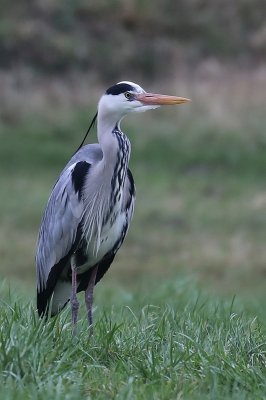 <i class='fa fa-user'></i> hjstukker | Blauwe Reiger  <i class='fa fa-eye'> 99</i>  <i class='fa fa-thumbs-up'> 3</i>   <i class='fa fa-comment-o'> 20</i>