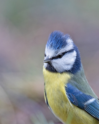 <i class='fa fa-user'></i> Erik van Ark |   Pimpelmees  <i class='fa fa-eye'> 102</i>   <i class='fa fa-comment-o'> 18</i>