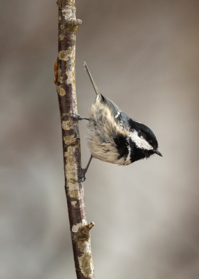 <i class='fa fa-user'></i> Annie Keizer |   Zwarte Mees  <i class='fa fa-eye'> 112</i>  <i class='fa fa-thumbs-up'> 2</i>   <i class='fa fa-comment-o'> 21</i>