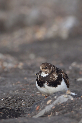 <i class='fa fa-user'></i> rixte |   Steenloper  <i class='fa fa-eye'> 109</i>  <i class='fa fa-thumbs-up'> 1</i>   <i class='fa fa-comment-o'> 20</i>