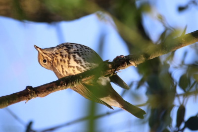 <i class='fa fa-user'></i> Mark de Bruijn |   Zanglijster  <i class='fa fa-eye'> 129</i>   <i class='fa fa-comment-o'> 18</i>