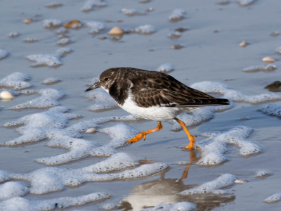 Foto heb ik genomen op het strand van Texel. vanwege de harde wind uit zee, liep deze steenloper vlak langs mijn voeten. Ik plaats de foto omdat ik het een mooie foto vind