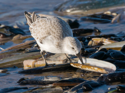 Ik heb deze foto gemaakt in de winter, tijdens een wandeling op het strand bij Egmond aan Zee. De Drieteenstrandloper behoort tot mijn top 3 van favoriete vogels.