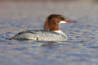 <i class='fa fa-user'></i> Henk Wiebe van der Meulen |   Grote Zaagbek  <i class='fa fa-eye'> 269</i>  <i class='fa fa-thumbs-up'> 13</i>   <i class='fa fa-comment-o'> 11</i>