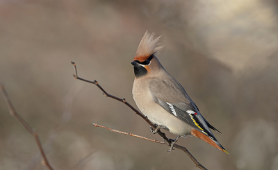 <i class='fa fa-user'></i> Luuk Haisma |   Pestvogel  <i class='fa fa-eye'> 408</i>  <i class='fa fa-thumbs-up'> 22</i>   <i class='fa fa-comment-o'> 9</i>