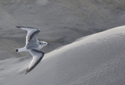 <i class='fa fa-user'></i> Richard Ubels |   Drieteenmeeuw  <i class='fa fa-eye'> 255</i>  <i class='fa fa-thumbs-up'> 10</i>   <i class='fa fa-comment-o'> 3</i>