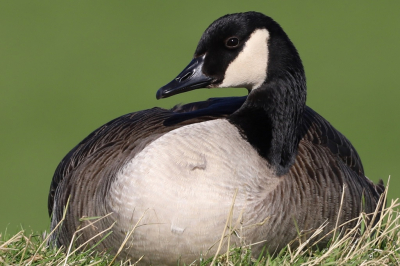 Deze Canadese gans lag gisteren lekker te genieten van het zonnetje, aan de oever van de angstel, aan de Oude Dijk, bij Abcoude.