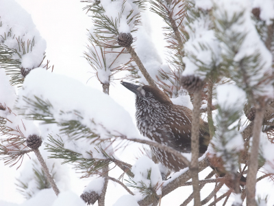 <i class='fa fa-user'></i> Annie Keizer |   Notenkraker  <i class='fa fa-eye'> 199</i>  <i class='fa fa-thumbs-up'> 7</i>   <i class='fa fa-comment-o'> 9</i>