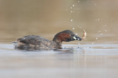 <i class='fa fa-user'></i> keesvanderklauw |   Dodaars  <i class='fa fa-eye'> 289</i>  <i class='fa fa-thumbs-up'> 18</i>   <i class='fa fa-comment-o'> 9</i>