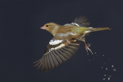 <i class='fa fa-user'></i> corvanspijk |   Vink  <i class='fa fa-eye'> 224</i>  <i class='fa fa-thumbs-up'> 15</i>   <i class='fa fa-comment-o'> 11</i>