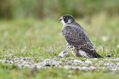 <i class='fa fa-user'></i> Jaap |   Slechtvalk  <i class='fa fa-eye'> 384</i>  <i class='fa fa-thumbs-up'> 15</i>   <i class='fa fa-comment-o'> 16</i>