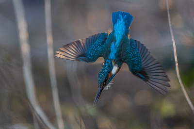 <i class='fa fa-user'></i> Harry Jamont |   IJsvogel  <i class='fa fa-eye'> 506</i>  <i class='fa fa-thumbs-up'> 21</i>   <i class='fa fa-comment-o'> 9</i>