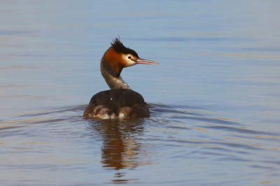 Slenterend langs de Angstel, zag ik deze sierlijke fuut in zijn eentje zwemmen. Thuis zag ik de sierlijke draaing van zijn nek en dat de weerspiegeling van het riet in het water mooi combineerde met zijn kleuren.