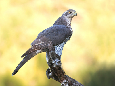 Vogel in de schaduw maar de zon bracht hier kleur in de achtergrond.