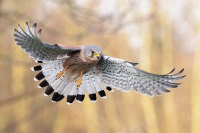 <i class='fa fa-user'></i> John_Jak |   Torenvalk  <i class='fa fa-eye'> 492</i>  <i class='fa fa-thumbs-up'> 27</i>   <i class='fa fa-comment-o'> 10</i>