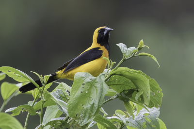 <i class='fa fa-user'></i> Paul van Giersbergen |   Geelrugtroepiaal  <i class='fa fa-eye'> 106</i>   <i class='fa fa-comment-o'> 1</i>