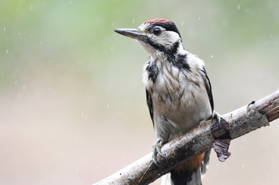 Zat in een schuiltentje tijdens een regenbui meesjes te fotograferen totdat deze specht opdook. Hij kwam erg dichtbij. Hij ziet eruit als een verzopen kat zo zittend in de regen.