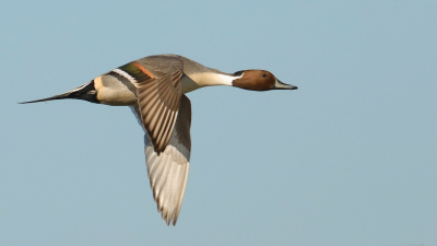 <i class='fa fa-user'></i> Rob Belterman |   Pijlstaart  <i class='fa fa-eye'> 640</i>  <i class='fa fa-thumbs-up'> 27</i>   <i class='fa fa-comment-o'> 13</i>