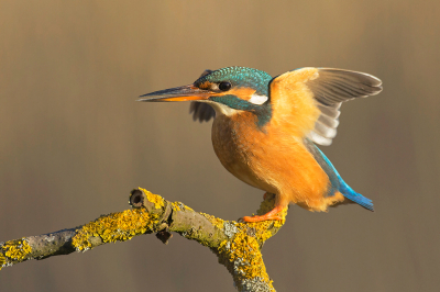 Bij het draaien op de tak gingen de vleugels van de ijsvogel even open.