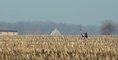 Genieten van het Fochtelorveen! Vanmorgen een leuk stukje gefietst en tot mijn grote verrassing liepen er twee kraanvogels op een akker. De afgelopen dagen hoorden we ze alleen maar en konden we ze nergens vinden op de akkers. Het blijft prachtig om te zien, ze lopen natuurlijk aardig ver weg, maar het blijft geweldig dat ze het hele jaar door hier in het gebied zijn.