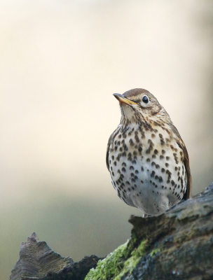 Ik heb een dagje in een fotohut gezeten. Daar kwamen verschillende vogels voorbij, waaronder deze zanglijster. Regelmatig kwam deze om te eten, maar vooral om water te drinken. Erg leuk, ik had ze nooit eerder bij een hut gehad. Het blijven erg mooie vogels om te zien.