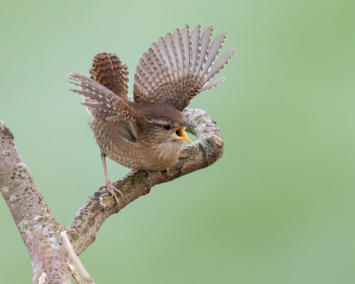 <i class='fa fa-user'></i> Katoo |   Winterkoning  <i class='fa fa-eye'> 338</i>  <i class='fa fa-thumbs-up'> 27</i>   <i class='fa fa-comment-o'> 16</i>