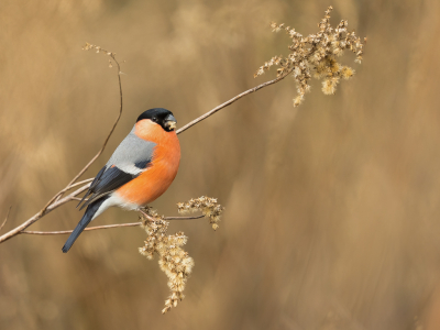 <i class='fa fa-user'></i> Vincent Vuik |   Goudvink  <i class='fa fa-eye'> 388</i>  <i class='fa fa-thumbs-up'> 30</i>   <i class='fa fa-comment-o'> 24</i>