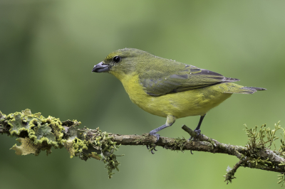 <i class='fa fa-user'></i> Paul van Giersbergen |   Dikbekorganist  <i class='fa fa-eye'> 109</i>  <i class='fa fa-thumbs-up'> 1</i>   <i class='fa fa-comment-o'> 2</i>