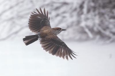 <i class='fa fa-user'></i> Annie Keizer |   Notenkraker  <i class='fa fa-eye'> 436</i>  <i class='fa fa-thumbs-up'> 28</i>   <i class='fa fa-comment-o'> 17</i>