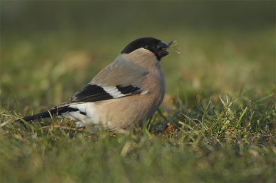 Ben ook even gaan genieten bij die goudvinken, het namiddag zonnetje hielp  me mee om toch voldoende contrast te krijgen tussen het oog en de zwarte kop. Dat die mannen mooi zijn zagen we zaterdag bij afbeelding van Erwin, deze vrouw mag er ook wel zijn...
