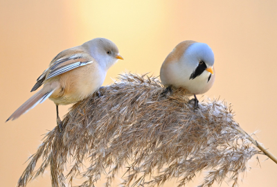 <i class='fa fa-user'></i> Johan G |   Baardman  <i class='fa fa-eye'> 414</i>  <i class='fa fa-thumbs-up'> 35</i>   <i class='fa fa-comment-o'> 15</i>