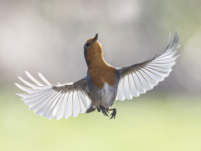 <i class='fa fa-user'></i> Fred |   Roodborst  <i class='fa fa-eye'> 334</i>  <i class='fa fa-thumbs-up'> 23</i>   <i class='fa fa-comment-o'> 9</i>