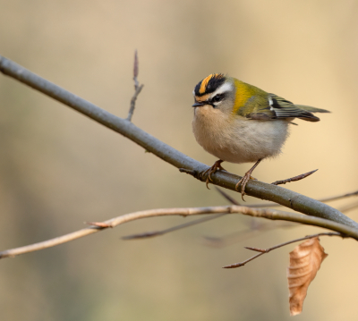 Tijdens een boswandeling genoten van dit (beweeglijke) vuurgoudhaantje. De lichtomstandigheden waren niet ideaal, maar deze vind ik wel aardig gelukt. Ik vind het qua kleuren n van de mooiste Nederlandse vogels