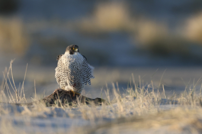 Zo ziet uitbuiken eruit. De slechtvalk had al vroeg een houtsnip te pakken. Dit keer geen foto van een vogel met prooi , maar het gedrag erna.