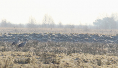 Op de laatste ochtend in het Fochtelorveen troffen we toch nog weer twee kraanvogels. Het was bere koud deze morgen en bij het uitstappen van de auto bleek dat het hier toch veel kouder was dan op het Aekingerzan, de wind sneed echt enorm (we hadden daar al een tijd gefotografeerd met zonsopgang).