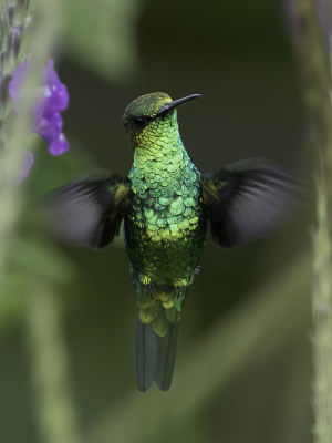 <i class='fa fa-user'></i> Paul van Giersbergen |   Roodsnavelsmaragdkolibrie  <i class='fa fa-eye'> 132</i>  <i class='fa fa-thumbs-up'> 2</i>   <i class='fa fa-comment-o'> 3</i>