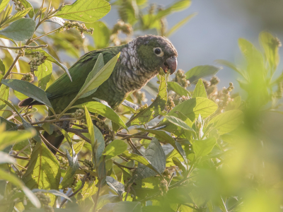 <i class='fa fa-user'></i> Paul van Giersbergen |   Zwartstaartparkiet  <i class='fa fa-eye'> 112</i>   <i class='fa fa-comment-o'> 0</i>