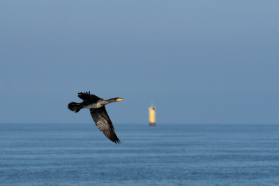 Met natuurfoto.nl op pas geweest om Jan van Genten te spotten. Deze Aalscholver kwam ook even voorbij om een kijkje te nemen wat die rare snuiters op de boot deden