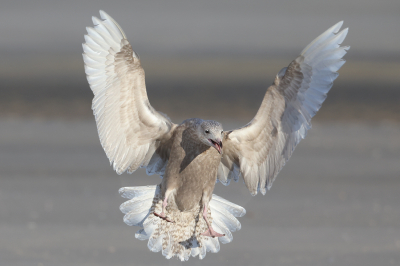 <i class='fa fa-user'></i> Henk Wiebe van der Meulen |   Grote Burgemeester  <i class='fa fa-eye'> 247</i>  <i class='fa fa-thumbs-up'> 4</i>   <i class='fa fa-comment-o'> 8</i>