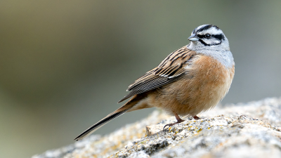 <i class='fa fa-user'></i> Theo Jacobs |   Grijze Gors  <i class='fa fa-eye'> 297</i>  <i class='fa fa-thumbs-up'> 7</i>   <i class='fa fa-comment-o'> 8</i>