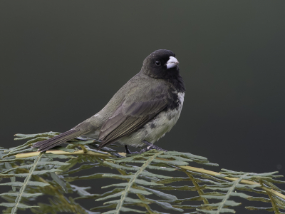 <i class='fa fa-user'></i> Paul van Giersbergen |   Geelbuikdikbekje  <i class='fa fa-eye'> 115</i>   <i class='fa fa-comment-o'> 2</i>