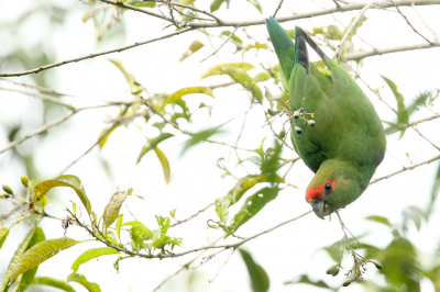 <i class='fa fa-user'></i> Martjan Lammertink |   Roodkappapegaai  <i class='fa fa-eye'> 139</i>   <i class='fa fa-comment-o'> 3</i>