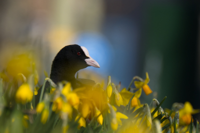 <i class='fa fa-user'></i> Gert-Jan Cromwijk |   Meerkoet  <i class='fa fa-eye'> 189</i>  <i class='fa fa-thumbs-up'> 7</i>   <i class='fa fa-comment-o'> 8</i>